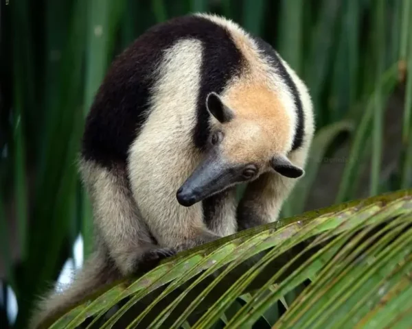 Ant eater on palm frond in Corcovado national park