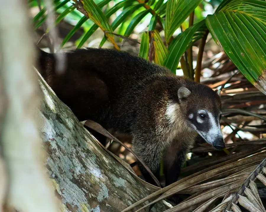 Coati wildlife found in Corcovado, Costa Rica