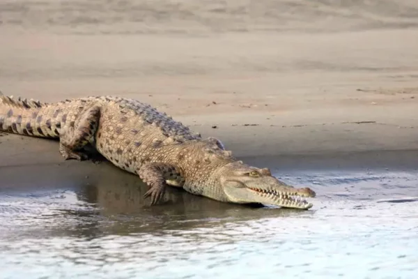 Crocodile on riverbank Terraba Sierpe tour