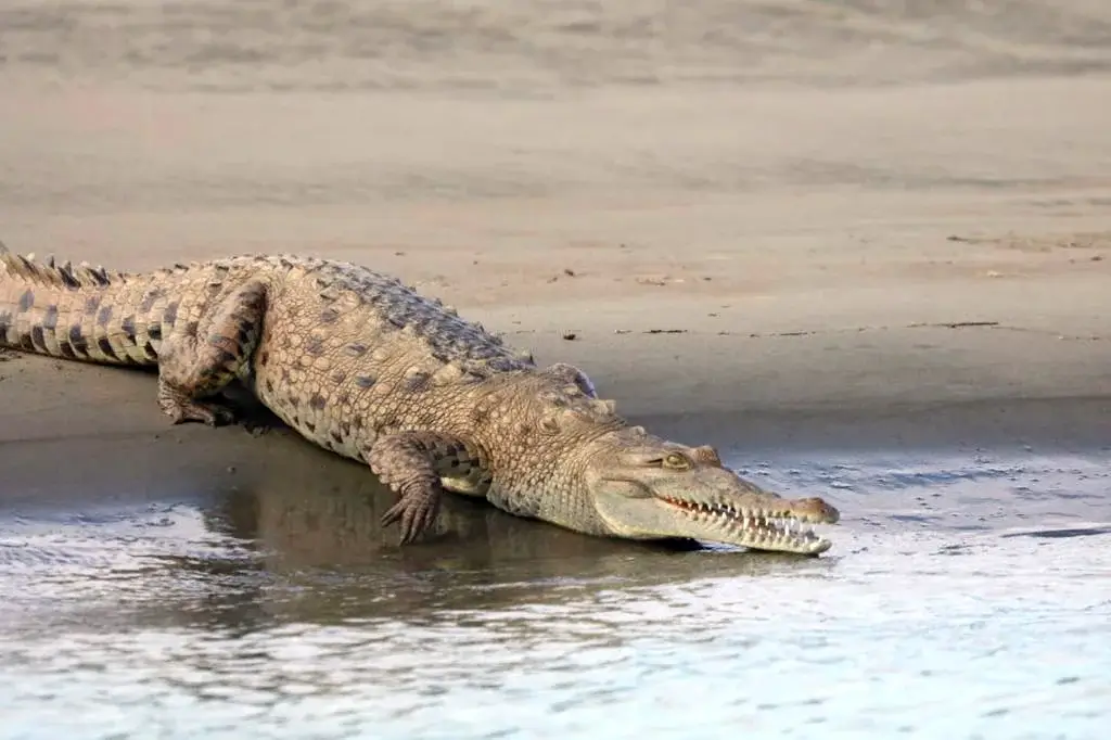 Crocodile on riverbank Terraba Sierpe tour