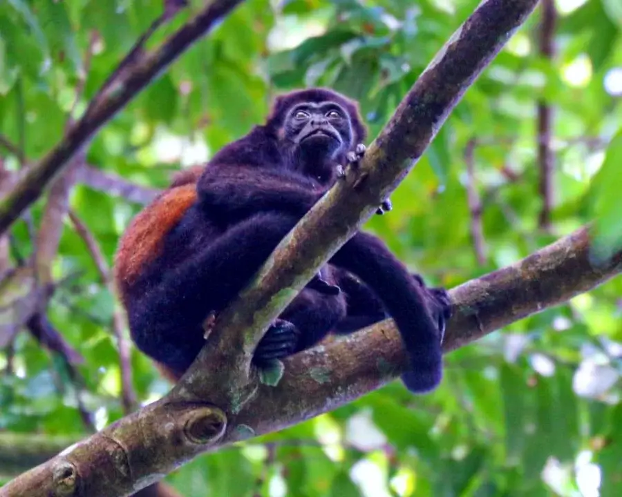 Howler monkey at Uvita beach in Costa Rica