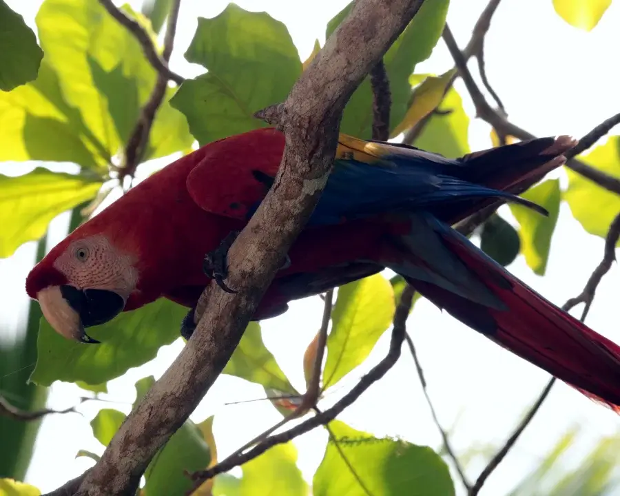 Scarlet Macaw seen on Uvita guided hike