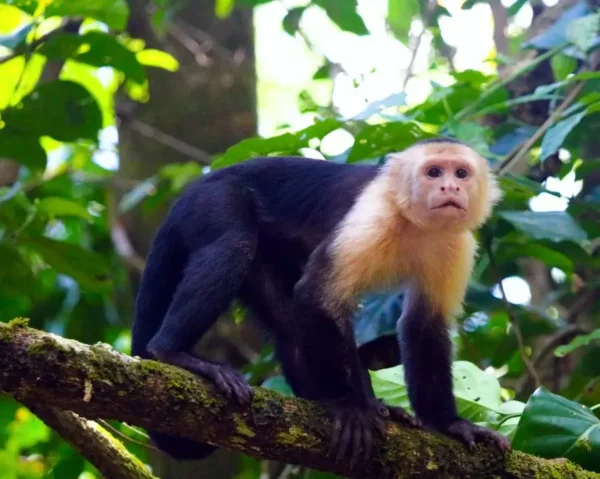 White-faced monkey sighting in Corcovado National Park
