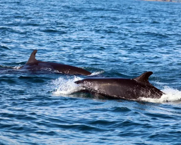 Dolphins swimming in Ballena marine national park