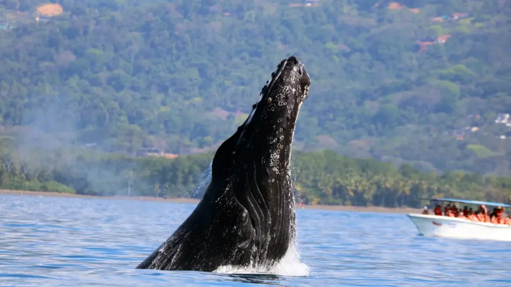 Uvita whale watching tour