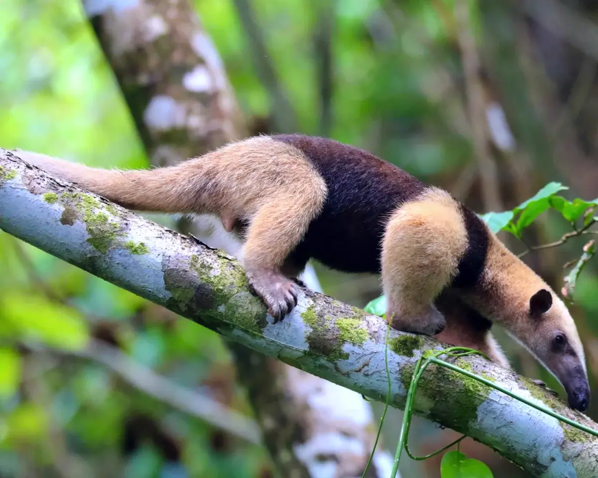 Anteater in Costa Rica Corcovado National Park