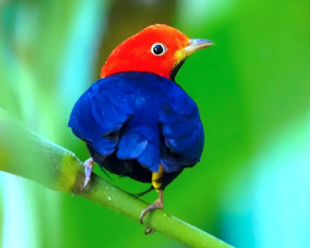 Colorful bird in Corcovado National Park, Costa Rica