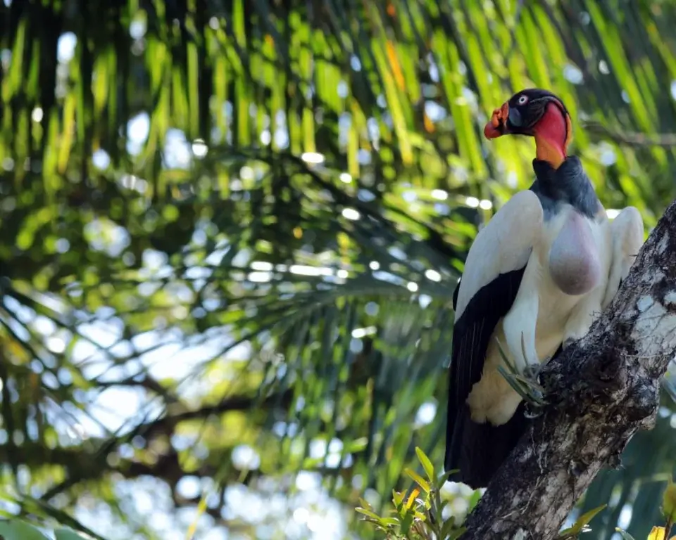 Birding Corcovado Costa Rica