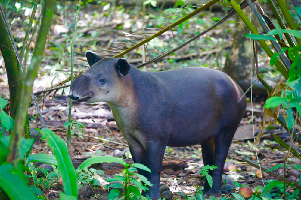 Tapir in Corcovado National Park
