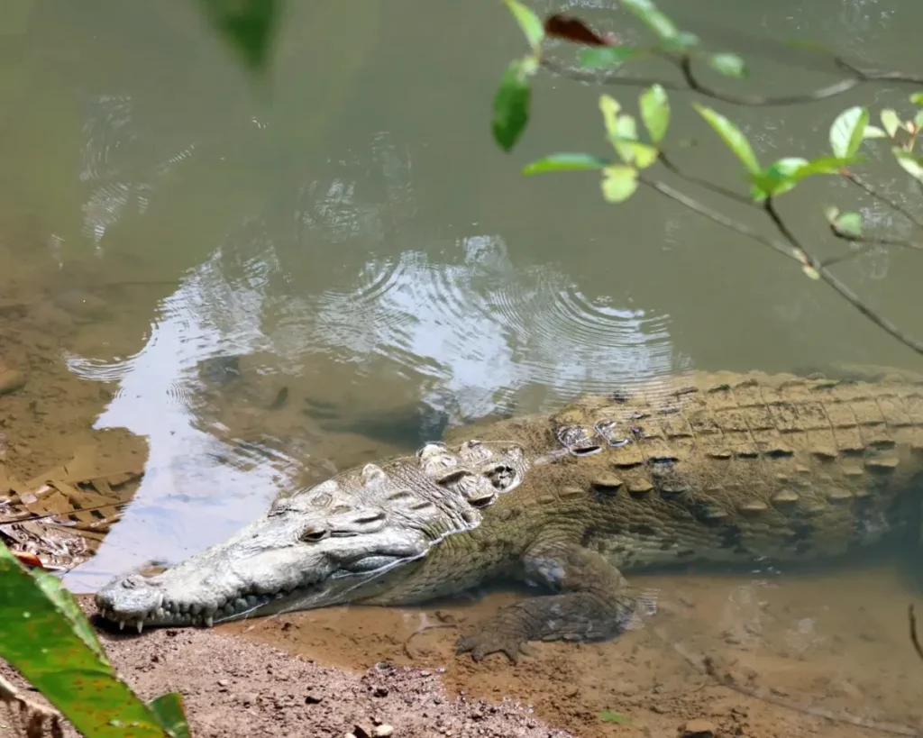 Crocodile on riverbank in Costa Rica
