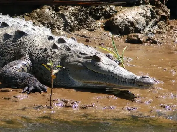 Crocodile on Uvita mangrove tour