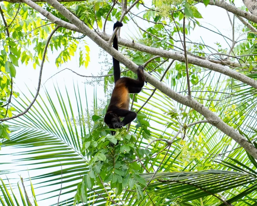 Howler monkey Terraba Sierpe mangroves