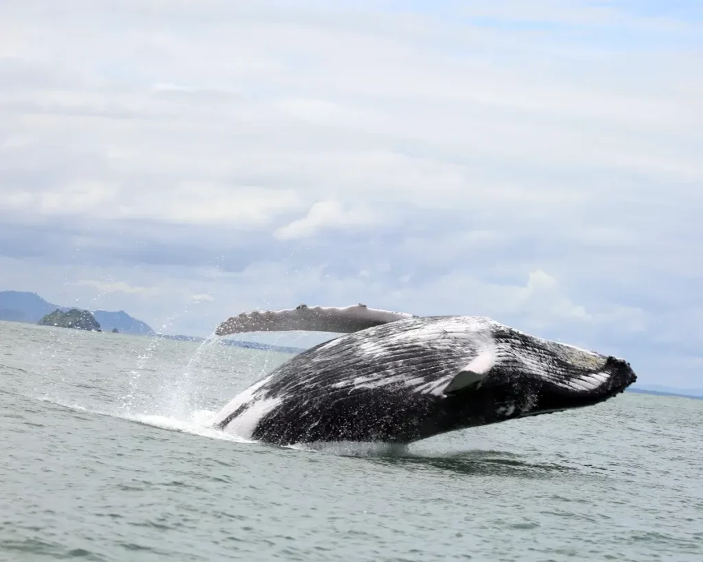 Humpback whale in Uvita Ballena National Park