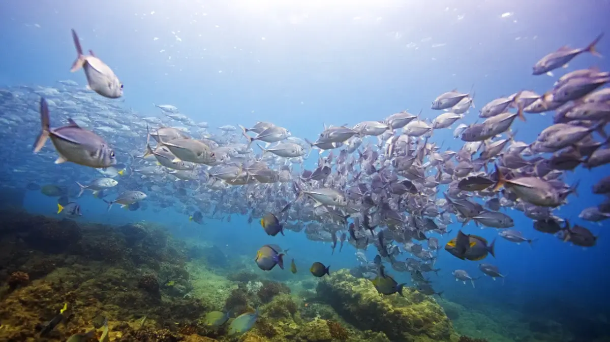School of Jack fish at Cano Island Reserve
