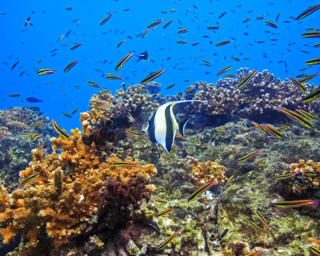 Moorish Idol fish Cano Island