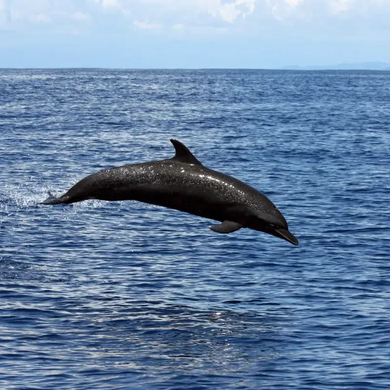 Pantropical dolphin in Uvita, Costa Rica