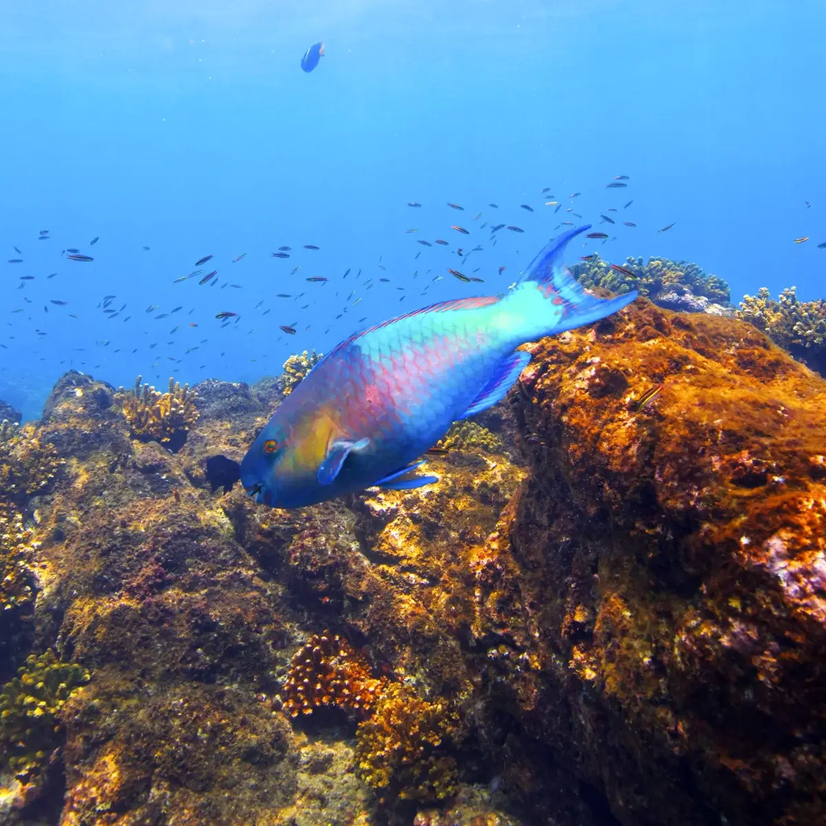 Costa Rica parrot fish