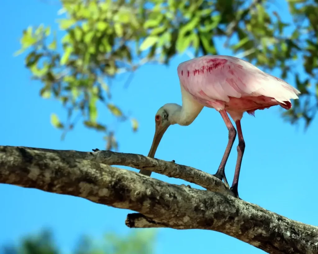 Pink Spoonbill Terraba Sierpe wetlands