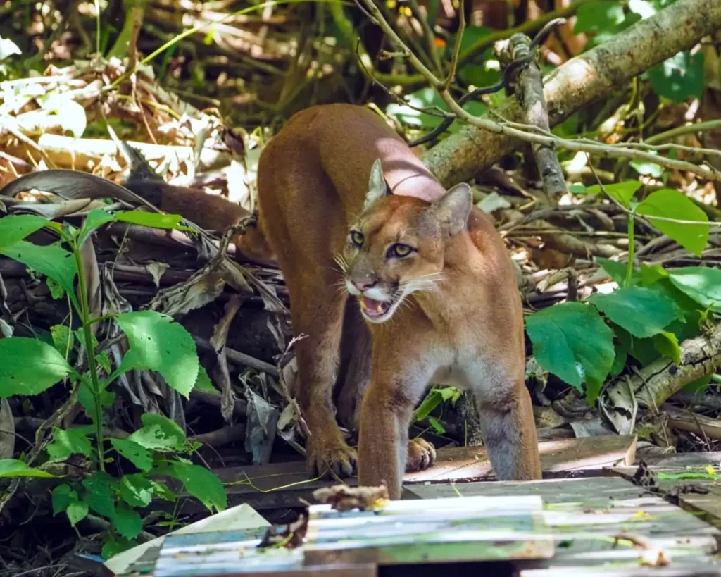 Puma sighting in Corcovado National Park