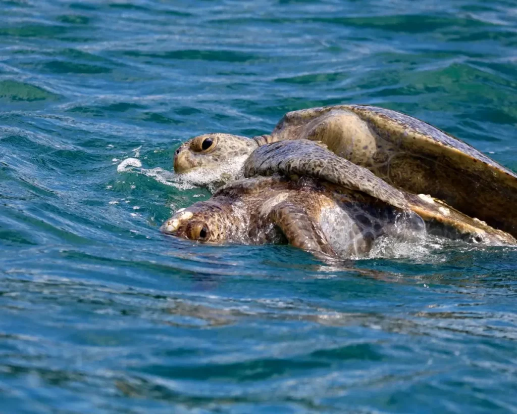 Sea turtles in Uvita Ballena Marine Park