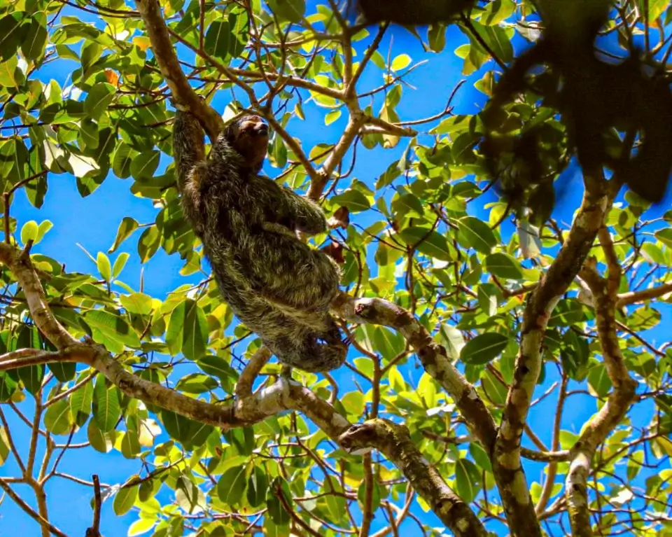 Sloth in tree at Corcovado National Park, Osa