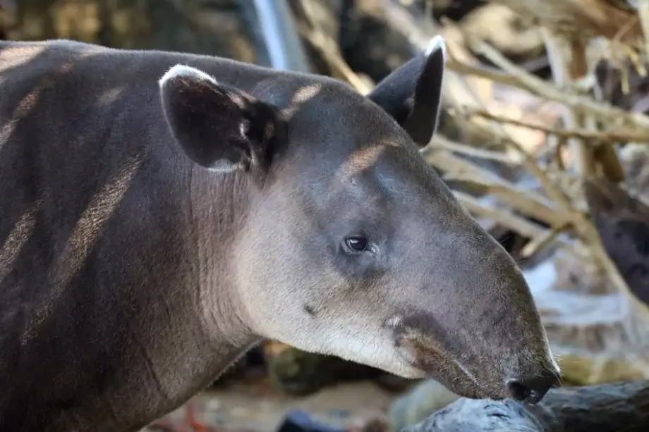Tapir in natural habitat Corcovado National Park