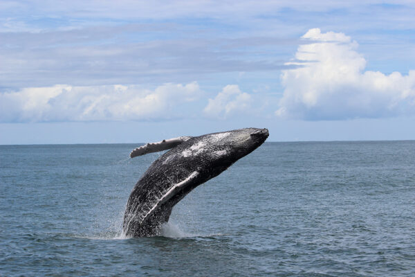 Whale breaching in Uvita, Costa Rica