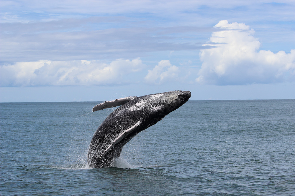 Whale breaching in Uvita, Costa Rica