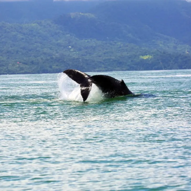 Whale tail seen at Uvita Ballena Marine Park