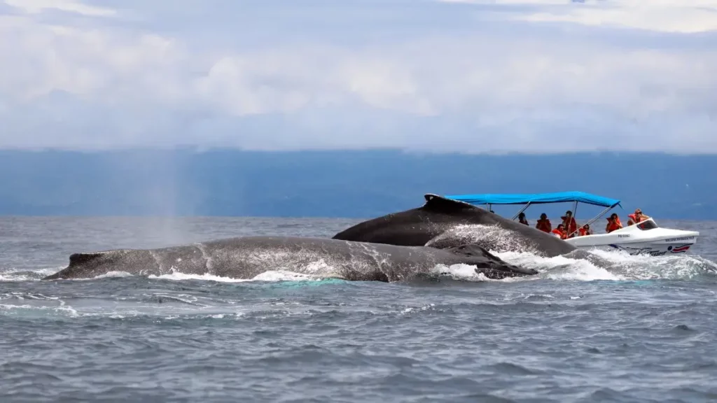 Whale watching in Ballena Marine National Park