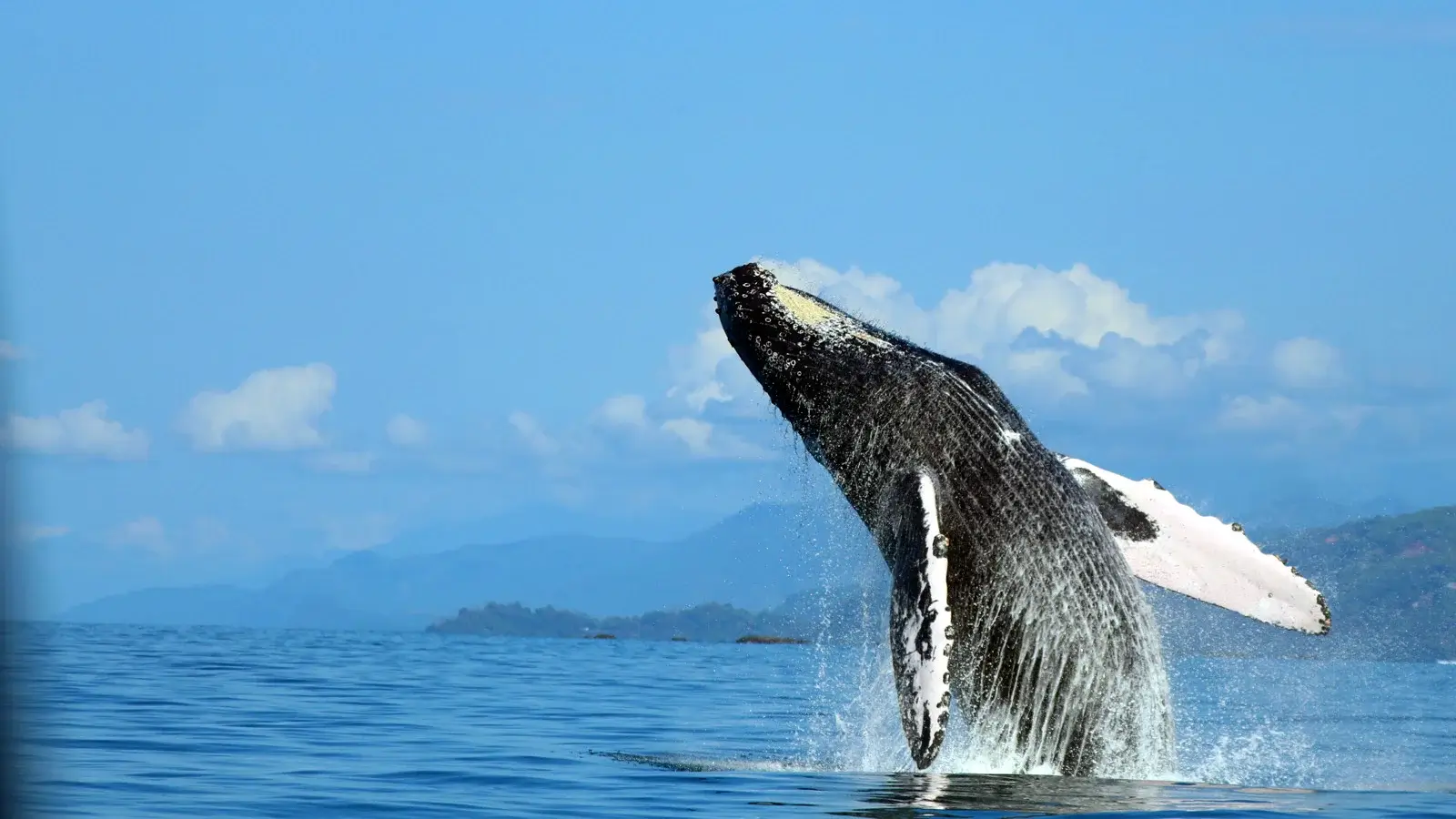 Whale breaching on Costa Rica nature tour