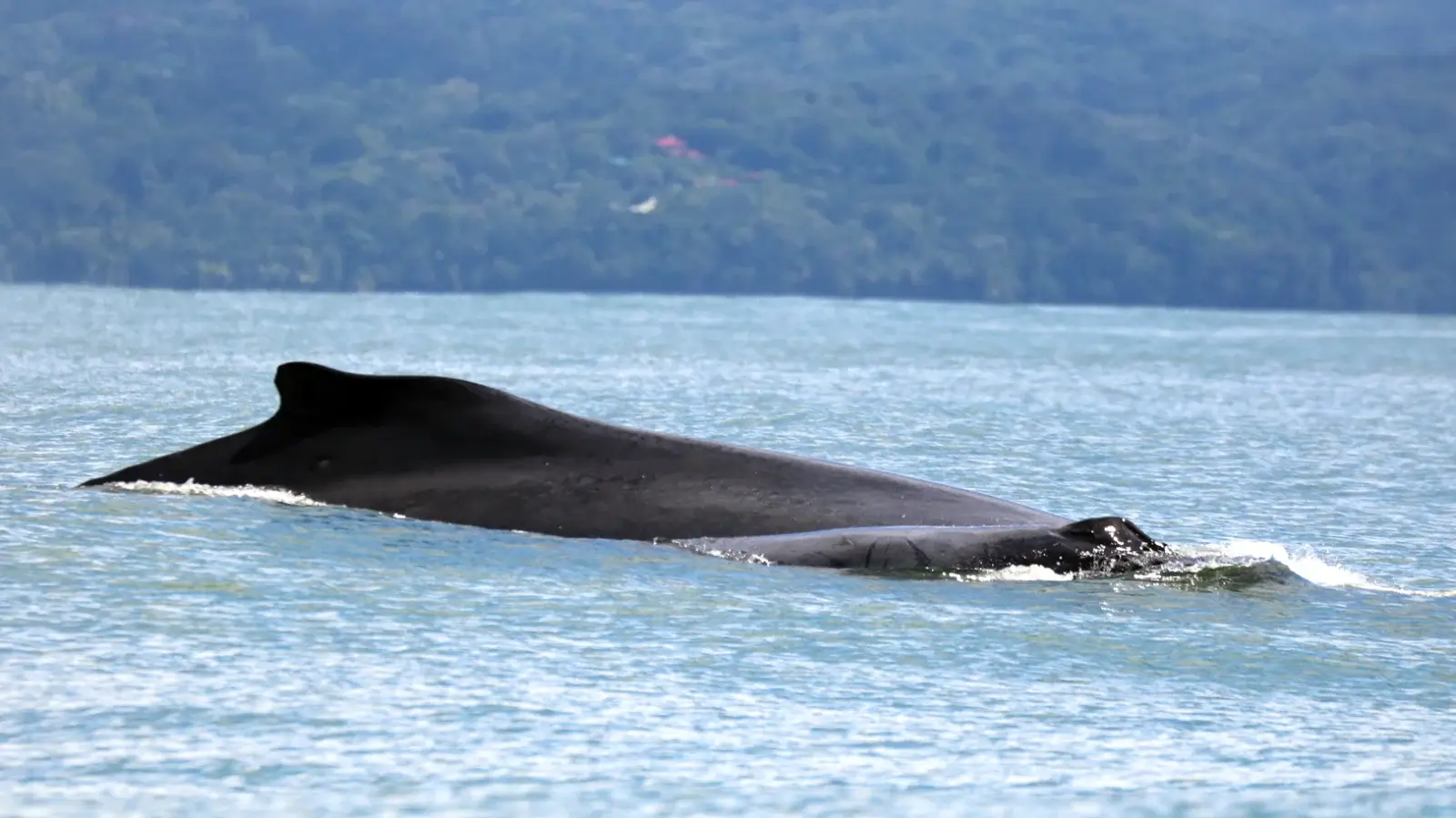 Humpback whale in Uvita