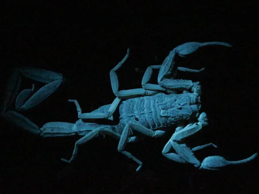 Uvita Wildlife Night Tour - Image 2