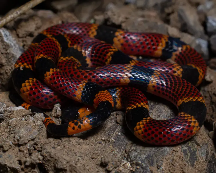 Uvita Wildlife Night Tour - Image 3