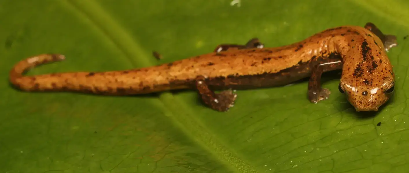 Uvita Wildlife Night Tour - Image 4